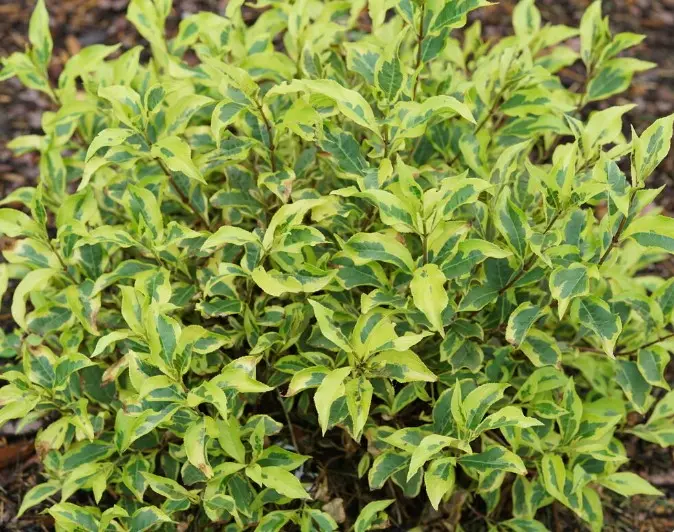 Weigela Bubbly Wine