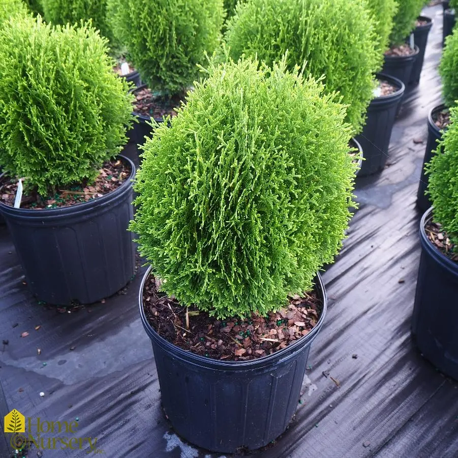 Arborvitae Hetz Midget