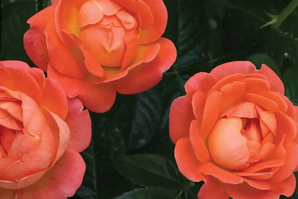 Rose Orange Glow Knockout