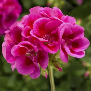 Geranium Calliope Lavender Mega Splash 