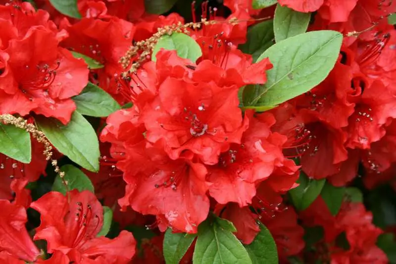 Azalea Hot Shot