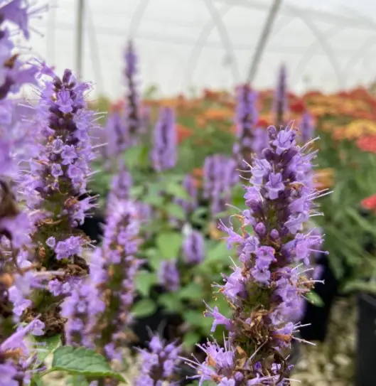 Hyssop Little Adder