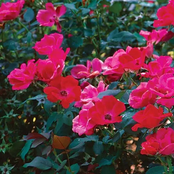 Rose Knockout Red