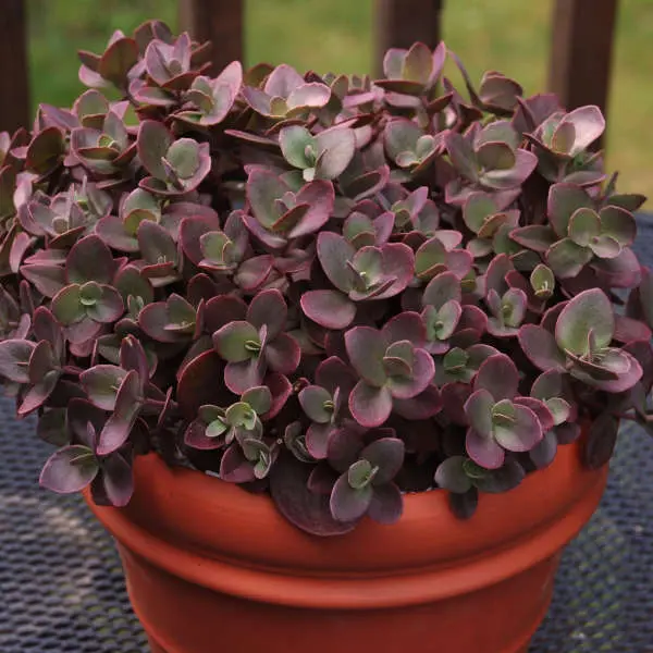 Sedum Cherry Tart