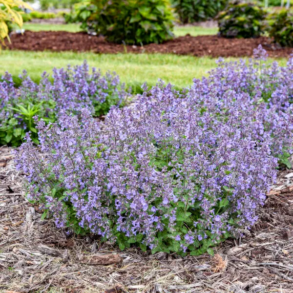 Catmint Catwalk Queen