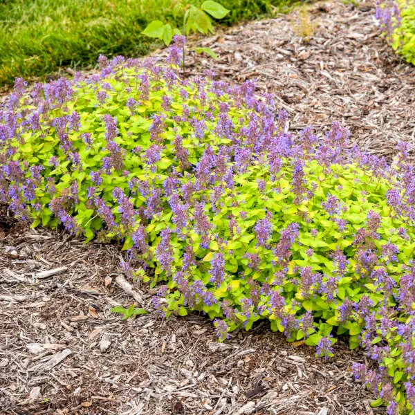 Catmint Lemon Purrfection