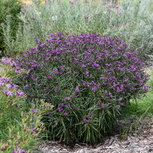 Ironweed Prairie Princess