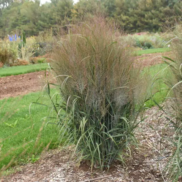 Switchgrass October Sky