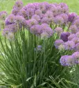 Ornamental Onion Serendipity