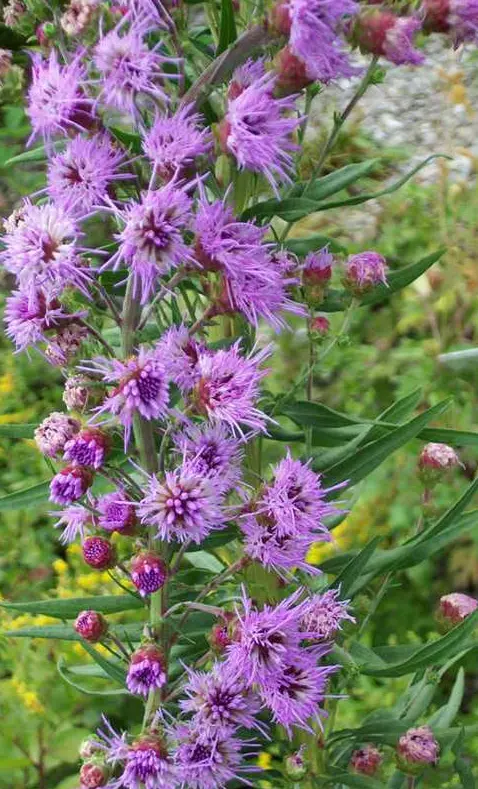 Blazing Star Meadow