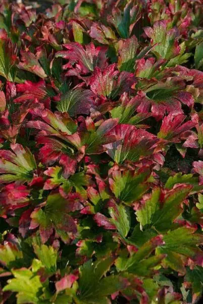 Mukdenia Crimson Fans