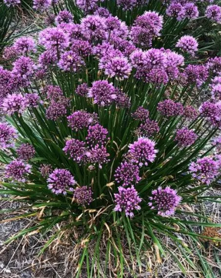 Ornamental Onion Windy City