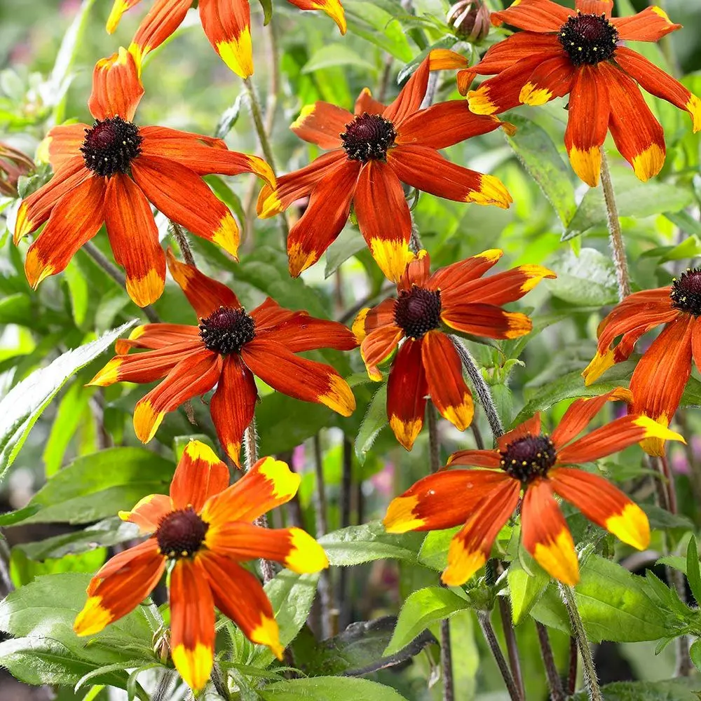 Black-Eyed Susan Prairie Glow