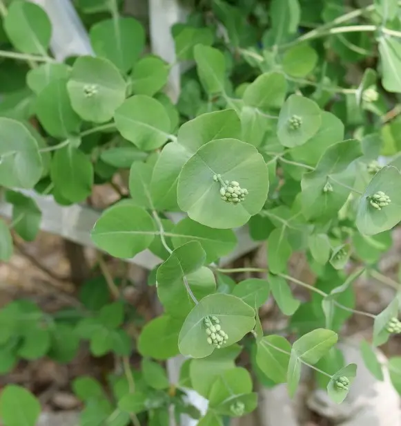 Honeysuckle Kintzley's Ghost