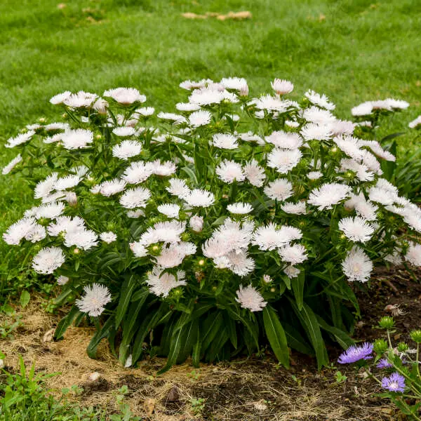 Stokes Aster Whitecaps