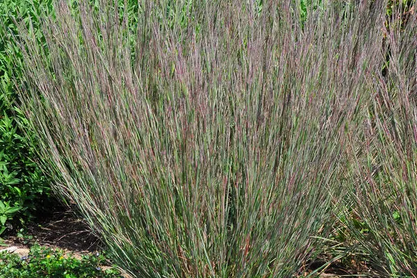 Little Bluestem Carousel