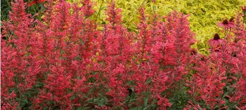 Hyssop Kudos Coral