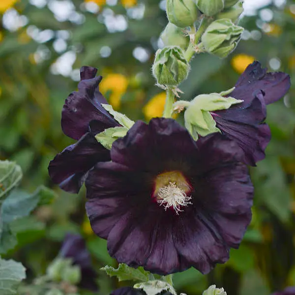 Hollyhock Blacknight