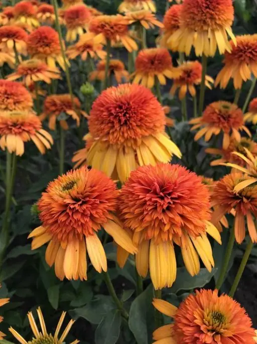 Coneflower Orange Fascinator