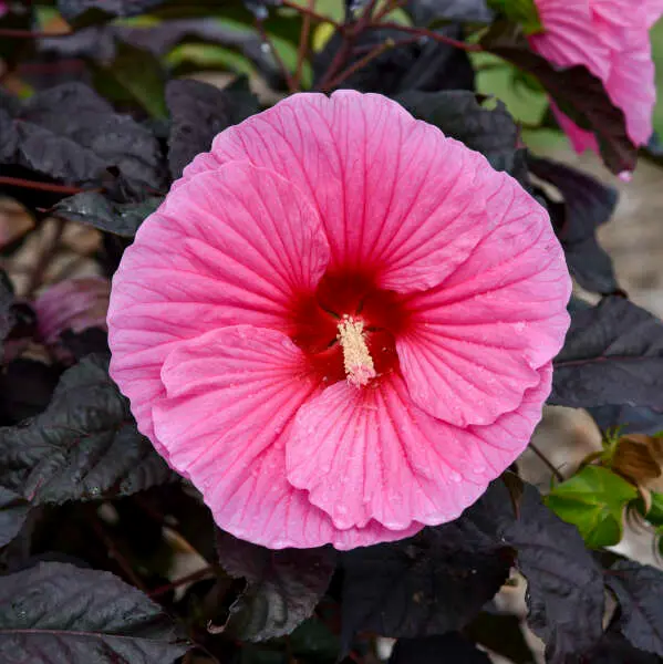 Hibiscus Edge of Night