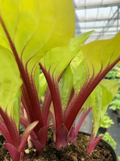 Hosta Lemon Snap