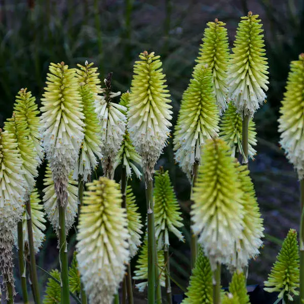 Red Hot Poker Lady Luck