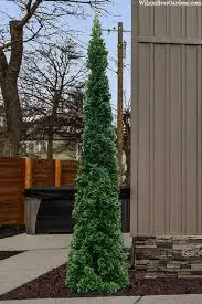 Arborvitae Sting
