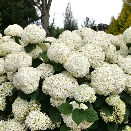 Hydrangea Incrediball Storm Proof