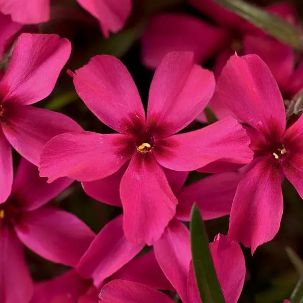Phlox Scarlet Flame