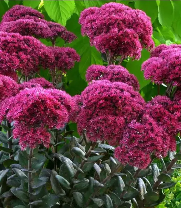 Sedum Thunderhead