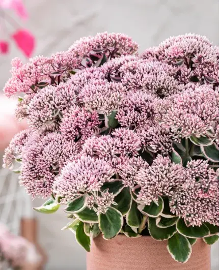 Sedum La Vie en Rose