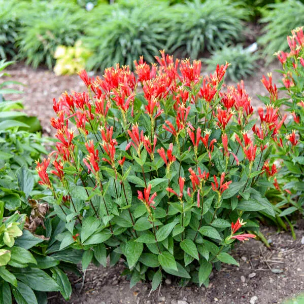 Spigelia Orange Slices