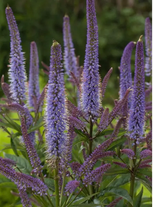Culver's Root Cupid