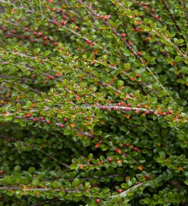 Cotoneaster Tom Thumb