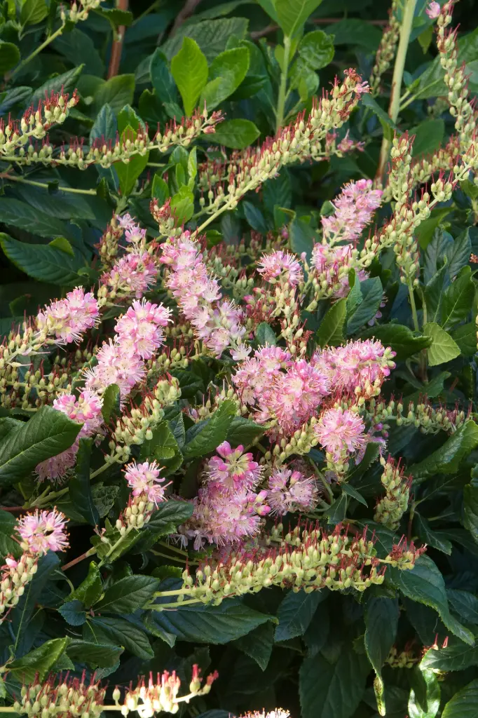 Clethra Ruby Spice
