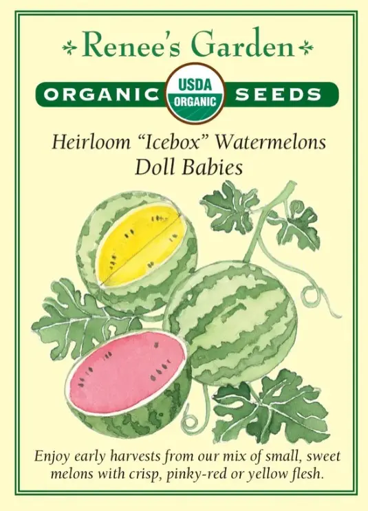 Watermelon Doll Babies