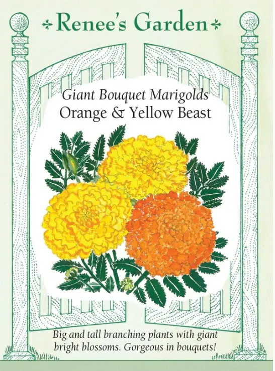 Marigold Orange & Yellow Beast