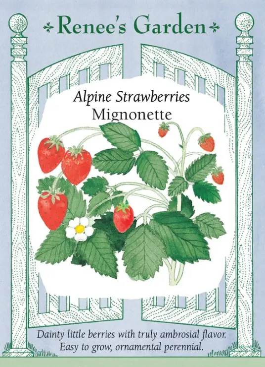 Strawberry Alpine Mignonette