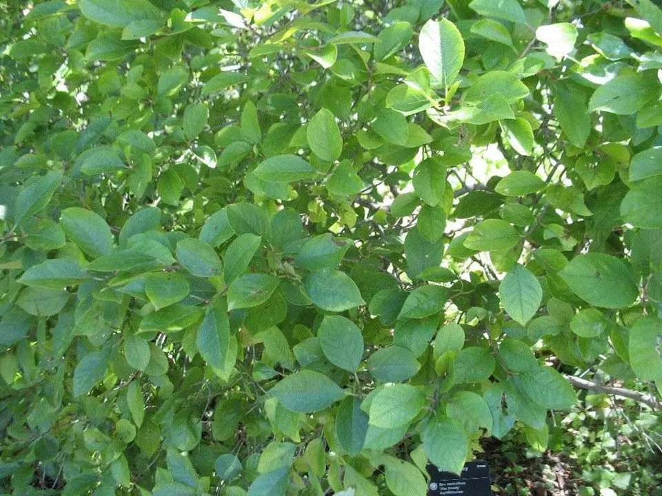 Holly Winterberry Jim Dandy