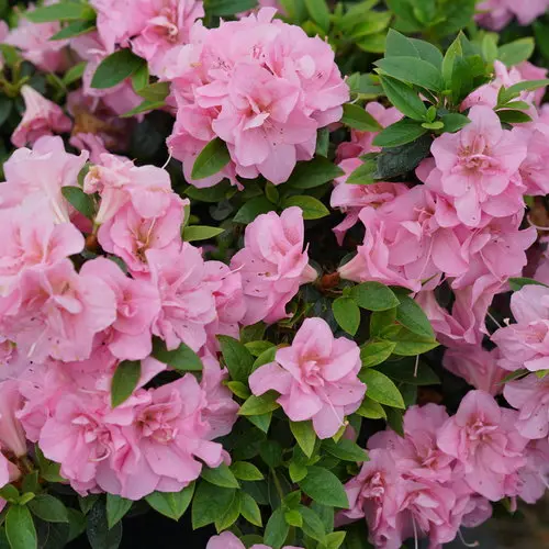 Azalea Perfecto Mundo Double Pink
