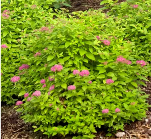 Spirea Double Play Gold