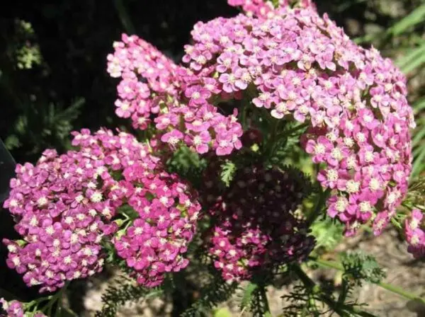 Yarrow Saucy Seduction