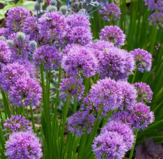 Ornamental Onion Purple One