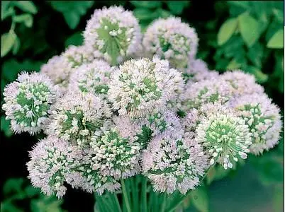 Ornamental Onion Mongolian Gem