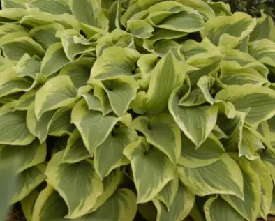 Hosta Pilgrim