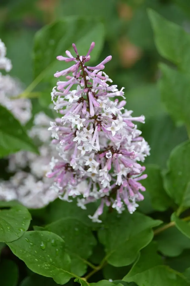 Lilac Miss Kim