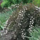 Ninebark Summer Wine