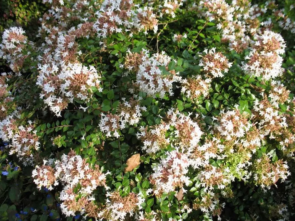 Abelia Rose Creek