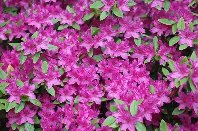 Azalea Karen