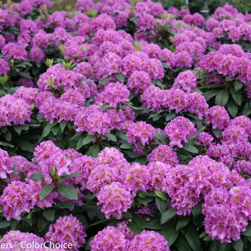 Rhododendron Dandy Man Purple
